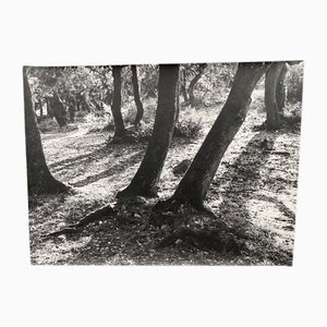 Bernard Darot, Sous-Bois, 20th Century, Silver Gelatin Print