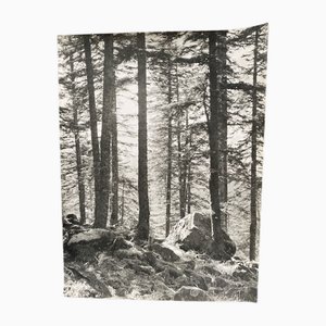 Bernard Darot, Sous-bois et rochers, 20th Century, Silver Gelatin Print