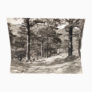 Bernard Darot, AFIAP: Sentier sous les Pins Laricios, 20th Century, Silver Gelatin Print