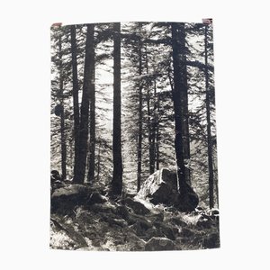 Bernard Darot, AFIAP: PCN En Forêt, 20th Century, Silver Gelatin Print