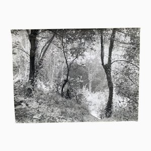 Bernard Darot, Sous-Bois, XXe Siècle, Tirage Gélatino-Argentique
