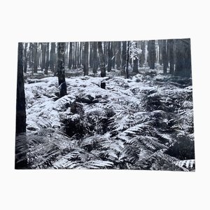 Bernard Darot, AFIAP Photo Club Nantais: En Forêt, Silver Gelatin Print