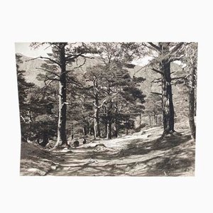 Bernard Darot, Sous-bois, 20th Century, Silver Gelatin Print
