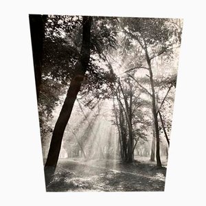 Bernard Darot, Matin sous bois, Photo-Club Nantais, 20. Jahrhundert, Silbergelatineabzug