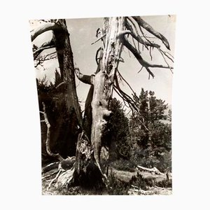 Bernard Darot, Les Vaincus: AFIAP, 20th Century, Silver Gelatin Print
