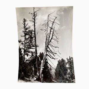 Bernard Darot, Arbre mort, XXe siècle, Tirage gélatino-argentique