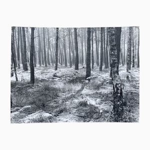 Bernard Darot, Fougères II Club Nantais AFIAP, Silbergelatineabzug, 20. Jahrhundert