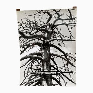 Bernard Darot, Graminées Fleurs, Silver Gelatin Print, 20th Century