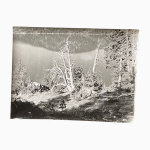 Bernard Darot, Arbre mort devant lac, Silver Gelatin Print, 20th Century