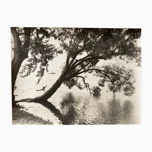 Bernard Darot, Arbre dans l'eau, Tirage gélatino-argentique, XXe siècle