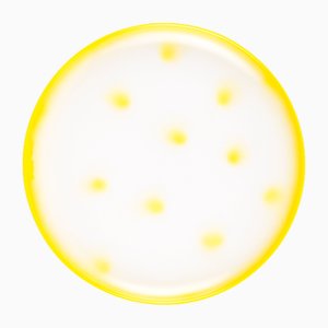 Piatto da collezione Yellow Dots in porcellana di Litolff