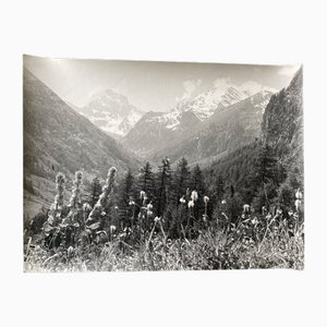 Bernard Darot, Fleurs de montagne, XXe siècle, Tirage gélatino-argentique