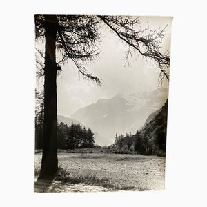Bernard Darot, Les Mélèzes, 20th Century, Silver Gelatin Print