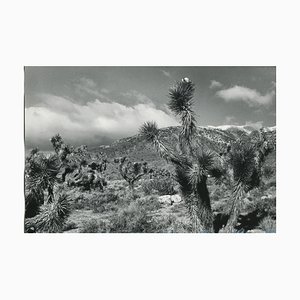 Erich Andres, Mojave Desert, Kalifornien, USA, 1960er, Schwarz-Weiß Fotografie