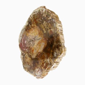 Tirador de puerta grande de madera fosilizada, años 70