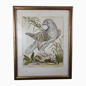 Magdalena Bouchard, Falcon, 18th Century, Engraving
