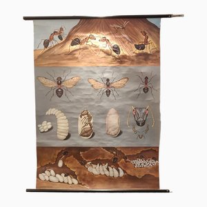 Mid-Century Educational Chart Ants by Jung, Koch, & Quentell, 1974