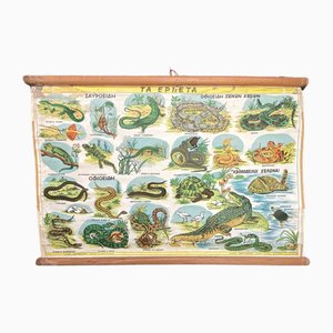 Vintage Greek School Wandposter mit Reptilienpapier und Leinwand, 1950er