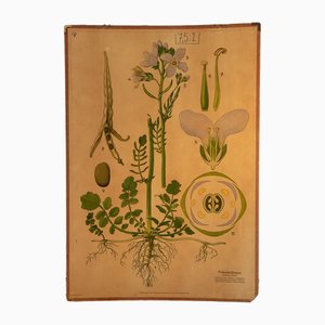 Botanische Pappteller von Harlinger, 1950er, 2er Set
