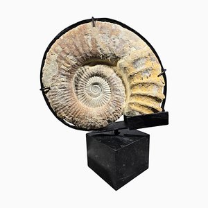Grande fossile di ammonite montato su base in marmo