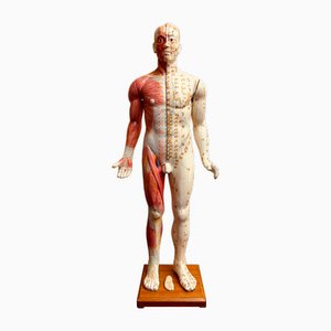 Brazos desmontables de acupuntura Anatomía del hombre, 1965
