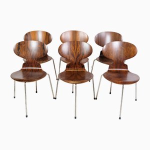 Sillas Ant modelo 3101 de palisandro de Arne Jacobsen para Fritz Hansen, años 50. Juego de 6