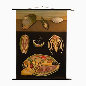 Affiche d'École Mollusc par Jung, Koch, & Quentell pour Hagemann, 1970s
