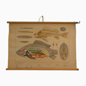 Poster scolastico della fisiologia di un pesce, anni '60