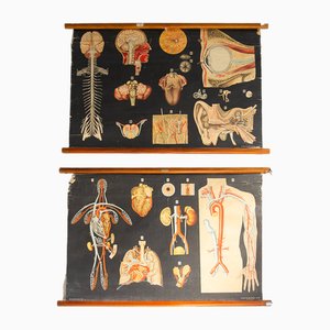 Poster zur menschlichen Anatomie von allardi Publisher, 1950er, 2er Set