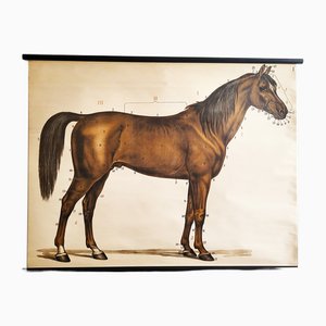 Mid-Century Lithographic Horse Wall Chart, 1960s
