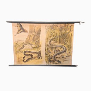 School Poster Snake, 1940s