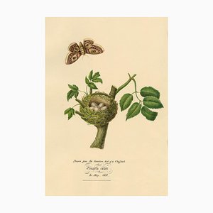 Louisa Hare, Buchfink Vogelnest & Eier, 1832, Aquarell