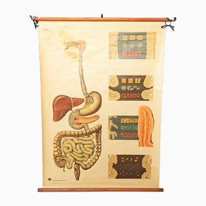 Poster vintage di Training of Intestines, anni '40