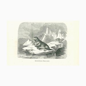 Paul Gervais, The Seal, Original Lithograph, 1854
