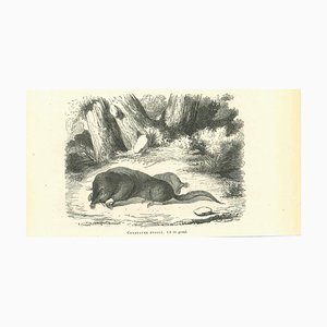 Paul Gervais, Star-Nosed Mole, Original Lithograph, 1854