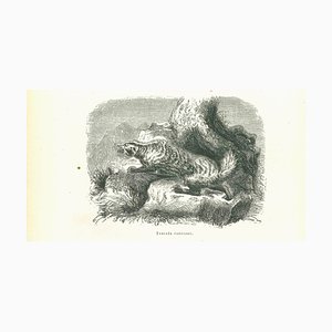 Paul Gervais, The Wolf, Original Lithograph, 1854