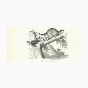Paul Gervais, The Cat, Original Lithograph, 1854
