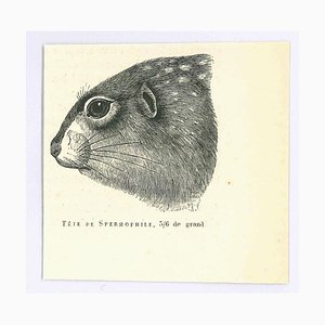 Paul Gervais, Spermophilus, Original Lithograph, 1854