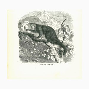 Paul Gervais, Ictide Noir, Original Lithograph, 1854