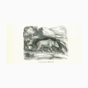 Paul Gervais, The Bear, Original Lithograph, 1854