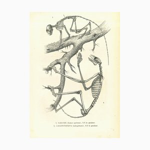 Paul Gervais, The Animal Skeleton, Original Lithograph, 1854