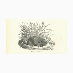 Paul Gervais, Lagomys Alpin, Lithograph, 1854