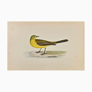 Alexander Francis Lydon, Yellow Wagtail, Woodcut Print, 1870