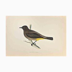 Alexander Francis Lydon, Gold-Vented Thrush, Woodcut Print, 1870