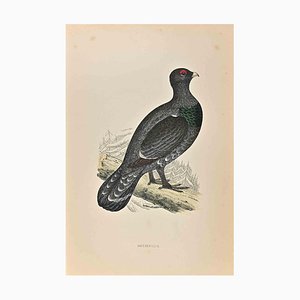 Alexander Francis Lydon, Capercaillie, Woodcut Print, 1870