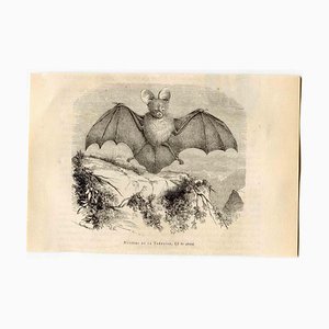 Paul Gervais, Egyptian Slit-Faced Bat, Lithograph, 1854