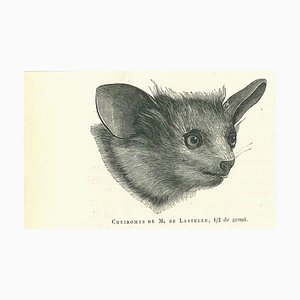 Paul Gervais, Cheiromys, Original Lithograph, 1854