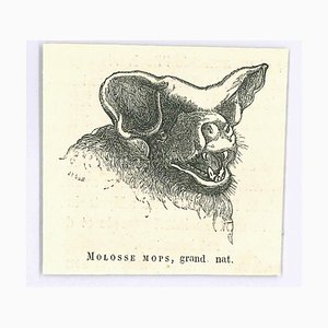 Paul Gervais, Molosse- Original Lithograph, 1854