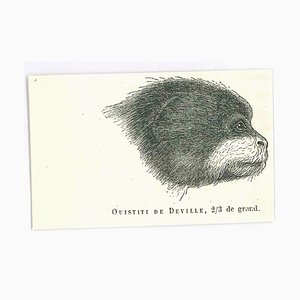 Paul Gervais, Marmosets, Original Lithograph, 1854