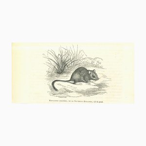 Paul Gervais, The Rat, Original Lithograph, 1854
